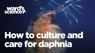 Caring and Culturing for Daphnia [upl. by Gnel]