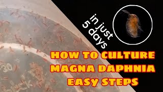 How to Culture Magna Daphnia Easily [upl. by Ben]