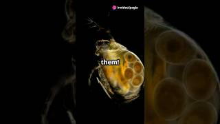 How to culture Daphnia for your Aquarium [upl. by Orsino678]