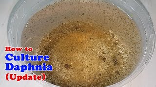 How to Culture Daphnia Update with ZERO Cost  Unlimited Live Food for Our Fish [upl. by Valaria414]