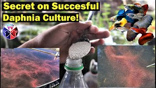 How to Culture Daphnia Successfully [upl. by Lustick]