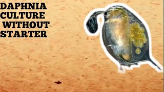 HOW TO CULTURE DAPHNIA NATURALLY WITHOUT A STARTER [upl. by Arzed388]