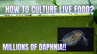 How to Culture Daphnia Secret Method to Breed MILLIONS  Simply Aquatic [upl. by Idalina]