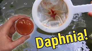 How I Culture Daphnia In Outdoor Tubs [upl. by Eirbua]