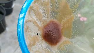 How to culture daphnia moina in a small container Part 1 English Subtitle [upl. by Ilise]