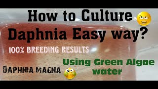 Daphnia MagnaHow to Culture Daphnia Easy wayCulturing Daphnia using Green water Daphnia [upl. by Emarie]