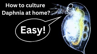 BEST Live Fish Food Beginner guide How to Culture Daphnia at home [upl. by Ondrea542]