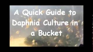 How to culture daphnia outside [upl. by Eirised]