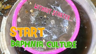 How to culture daphnia moina the easy way 1  Starting the Daphnia culture [upl. by Alexi625]