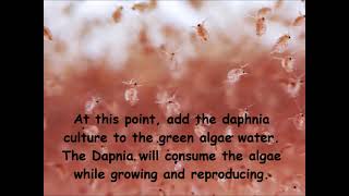 Daphnia  How to grow daphnia in your home [upl. by Lelith873]