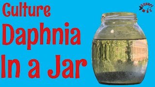 How to Culture Daphnia in a Jar [upl. by Wynn]