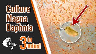 How to culture DAPHNIA MAGNA  The easy way [upl. by Hailahk]