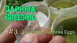 Daphnia Culture made simple and easy 3  Hatching Daphnia eggs [upl. by Darsey2]