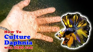 How to Culture Daphnia with ZERO Cost  Unlimited Live Food For Our Fish [upl. by Paxton]