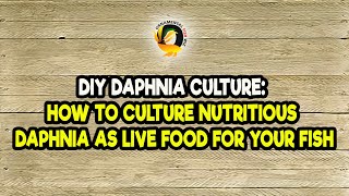 DIY Daphnia Culture How to Culture Nutritious Daphnia as Live Food for Your Fish [upl. by Auberbach842]