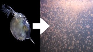 How I Culture Daphnia [upl. by Nerol]