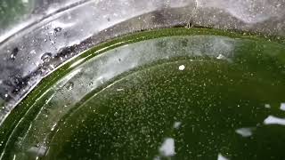 DAPHNIA MOINA CULTURE IN A SMALL BUCKET [upl. by Crispas438]