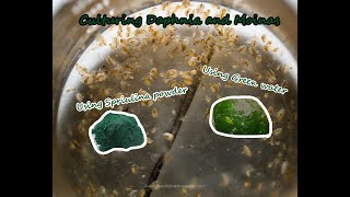 How To Culture Daphnia and Moinas using Green Water Spirulina powder [upl. by Schulein]