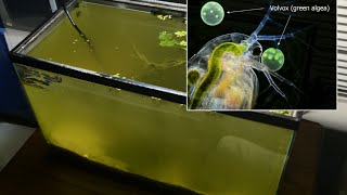 Raising Daphnia for the Freshwater Aquarium [upl. by Atinahs]