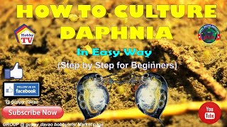 HOW TO CULTURE DAPHNIA In Easy Way [upl. by Kelcie217]